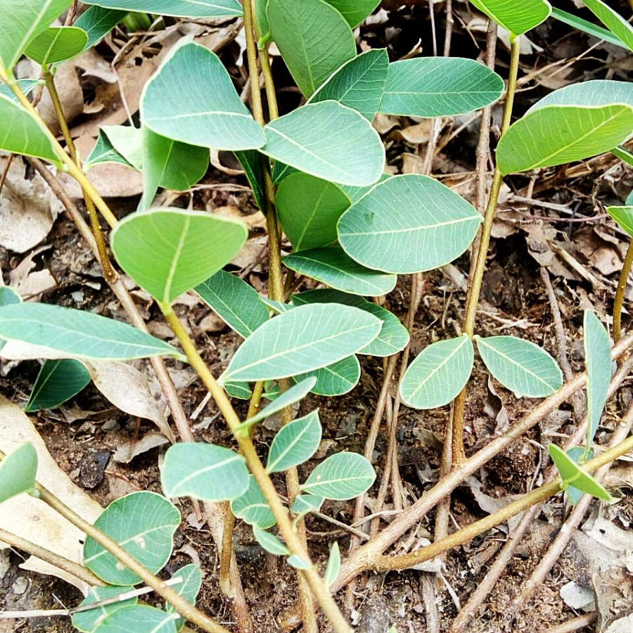 20 Enkleia thorelii Lecomte Nervling Seeds