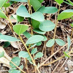 20 Enkleia thorelii Lecomte Nervling Seeds
