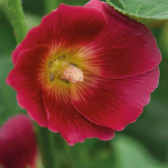 100 Halo Red Hollyhocks Alcea Rosea Flower Seeds