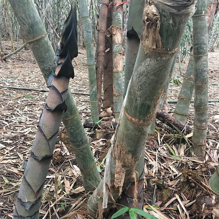 Bamboo plants with protective wrapping on a forest floor
