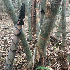 Bamboo plants with protective wrapping on a forest floor