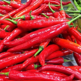 100 Er Jing Tiao Chinese Chili Pepper Seeds