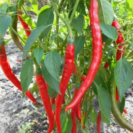 100 Erjingtiao Chinese Chili Pepper Seeds