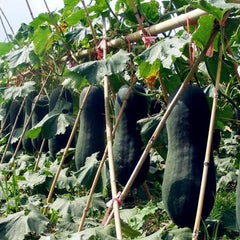 50 Black Giant Winter Melon Benincasa hispida Taiwan Wax Gourd Seeds