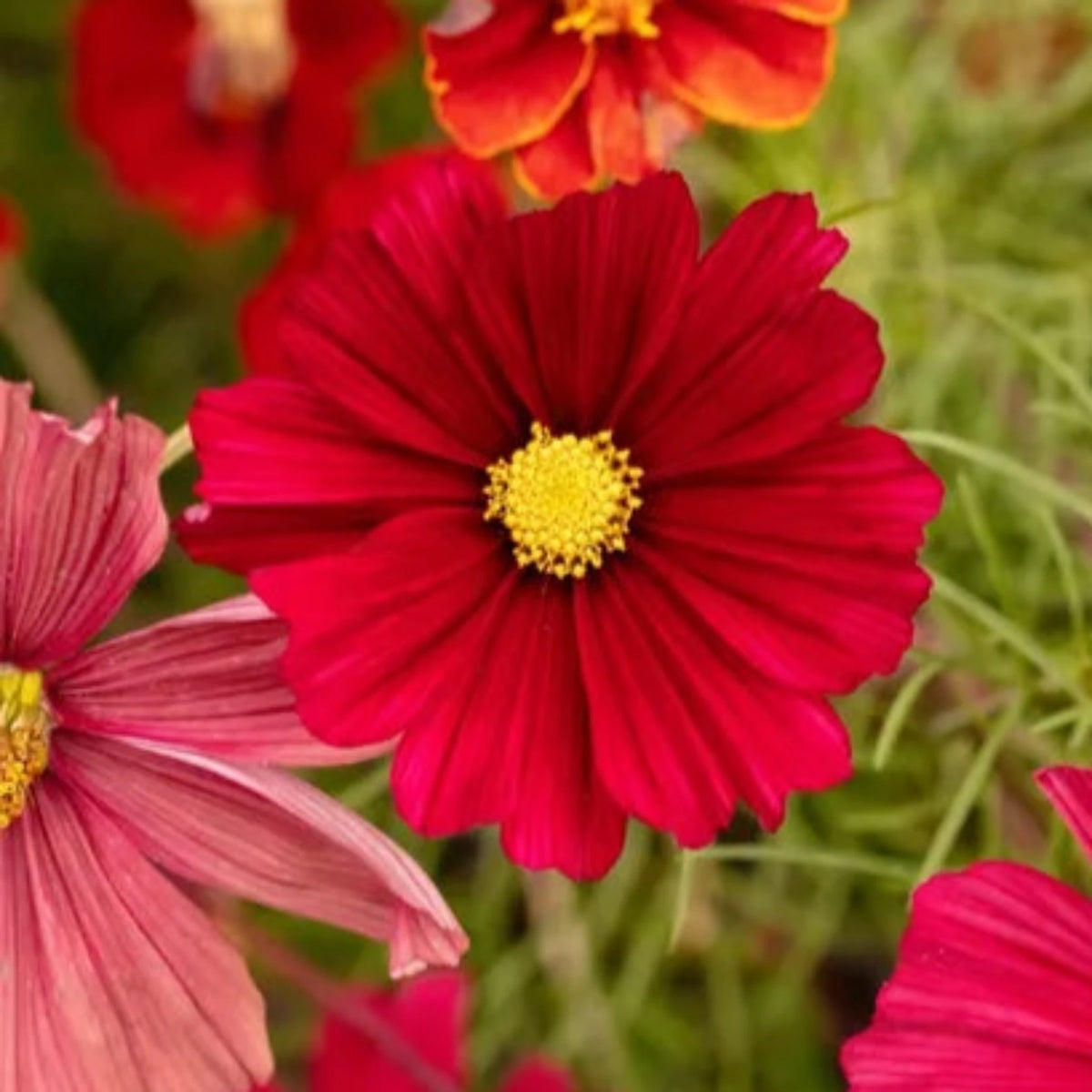 100 Red Dazzler Cosmos Seeds (Flower Plants)