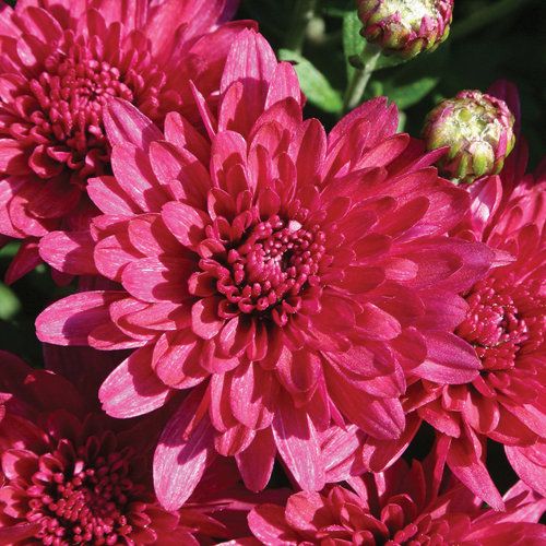 200 Purple Mum Chrysanthemum Flowers Seeds