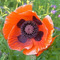 Close-up of a bright red poppy flower with green leaves in the background