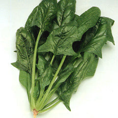 3000 Popeye Amaranth Vegetable Seeds