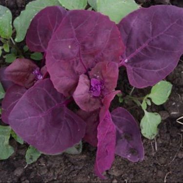 1000 Purple Japanese Spinach Seeds