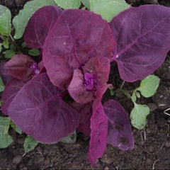 1000 Purple Japanese Spinach Seeds
