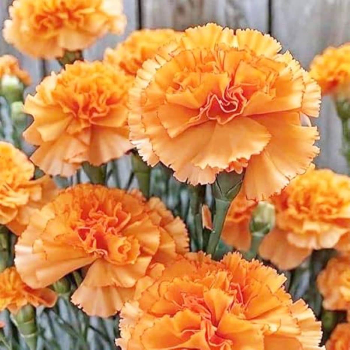 350 Orange Carnation Flower Dianthus Caryophyllus Seeds