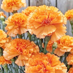 350 Orange Carnation Flower Dianthus Caryophyllus Seeds