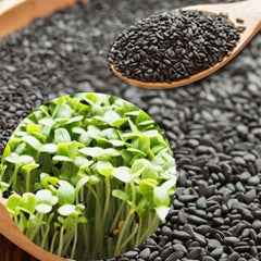 300 Black Sesame Sprouts Microgreen Seeds
