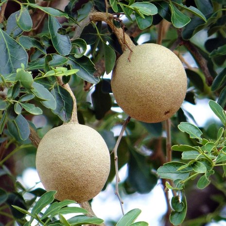 20 Wood Apple Elephant Apple Limonia Acidissima Seeds