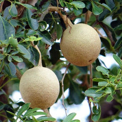 20 Wood Apple Elephant Apple Limonia Acidissima Seeds