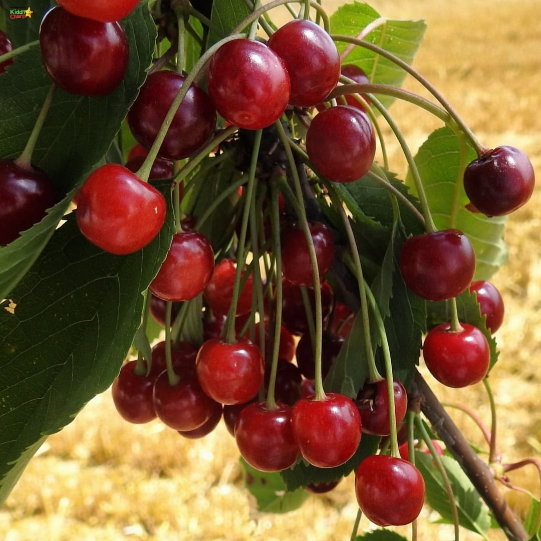 30 Wild Cherry Bonsai Tree Seeds