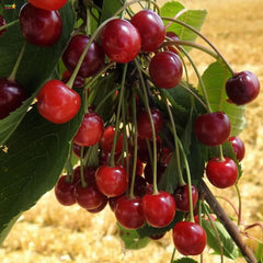 30 Wild Cherry Bonsai Tree Seeds