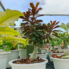 15 Thai Red Variegated Adenium Obesum Desert Rose Seeds