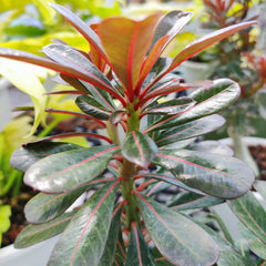15 Thai Red Variegated Adenium Obesum Desert Rose Seeds