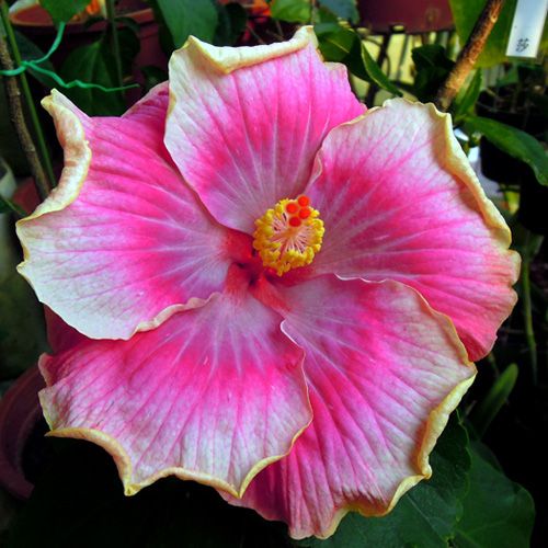 100 Taiwan Jazz Diva Hibiscus Hardy Flower Perennials Seeds