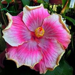 100 Taiwan Jazz Diva Hibiscus Hardy Flower Perennials Seeds
