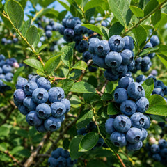 50 Biloxi Blueberry Fruit Seeds