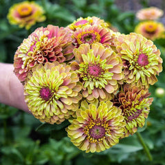 300 Queen Lime Zinnia Flower Seeds