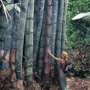 Person standing next to a large bamboo plant in a forest setting