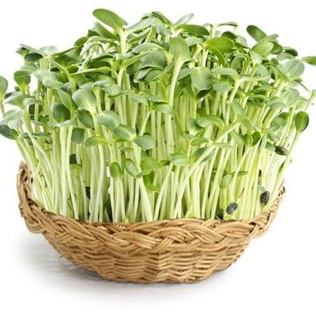 Bowl of fresh green microgreens on a white background