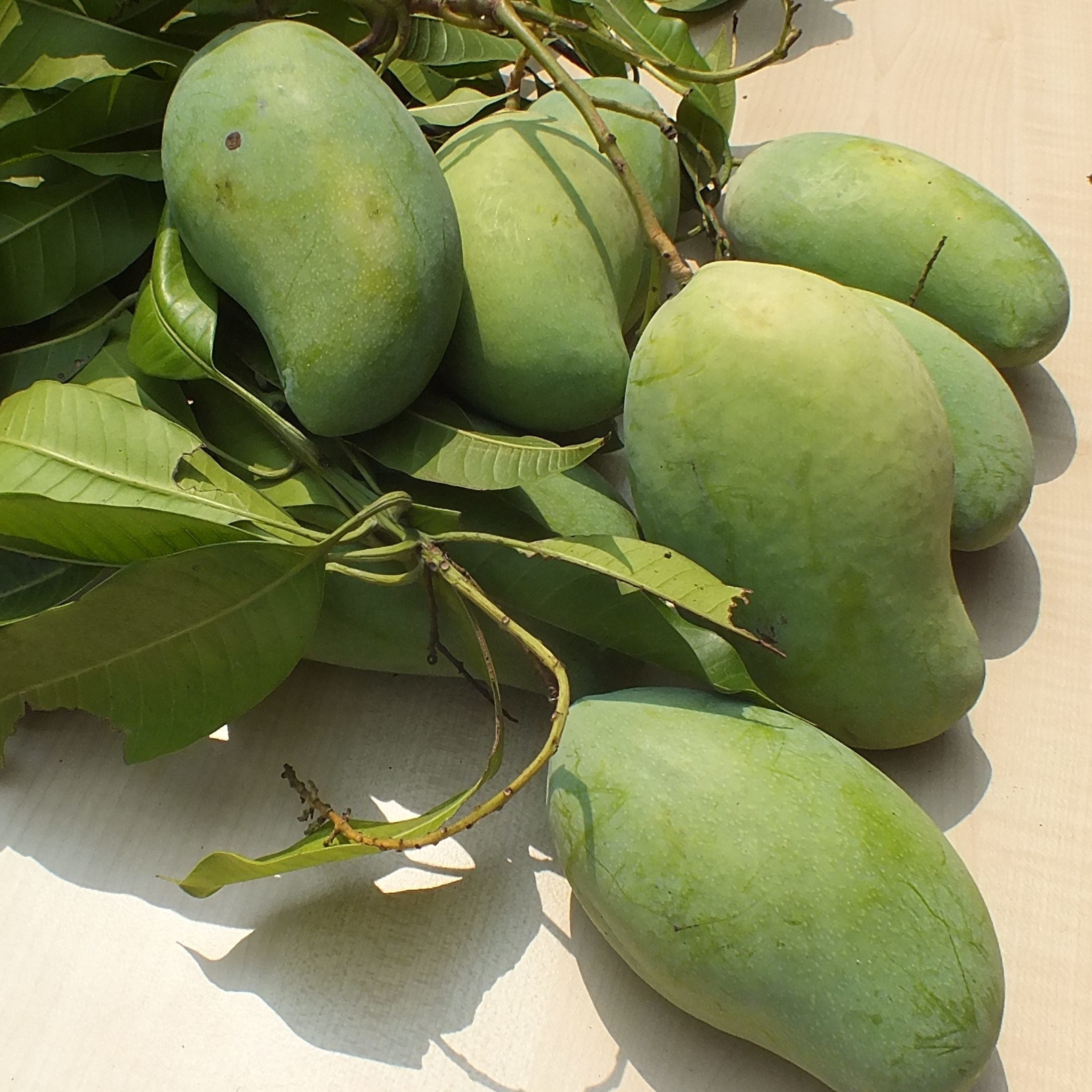 Green mangoes with leaves on a light background