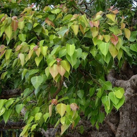 200 Bodhi Tree Sacred Fig Seeds