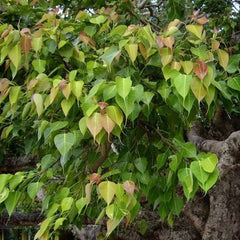 200 Bodhi Tree Sacred Fig Seeds