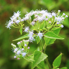 200 Siam Weed Bitter Bush Christmas Bush Devil Weed Camfhur Grass Seeds