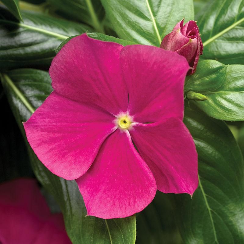 100 Violet Vinca Flower Seeds Madagascar Periwinkle
