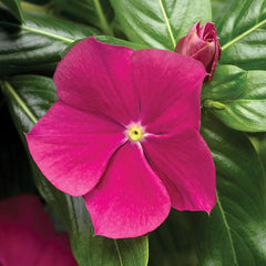 100 Violet Vinca Flower Seeds Madagascar Periwinkle