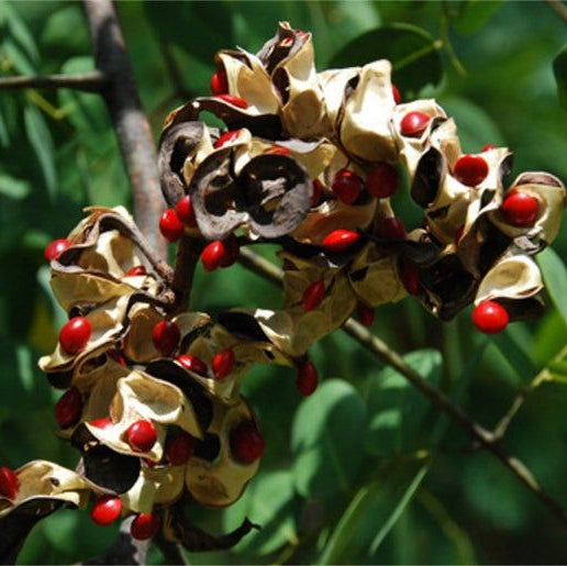 50  Red Sandalwood Tree Coralwood Tree Bead Tree Adenanthera Pavonina L Seeds