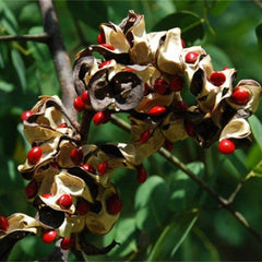 50  Red Sandalwood Tree Coralwood Tree Bead Tree Adenanthera Pavonina L Seeds