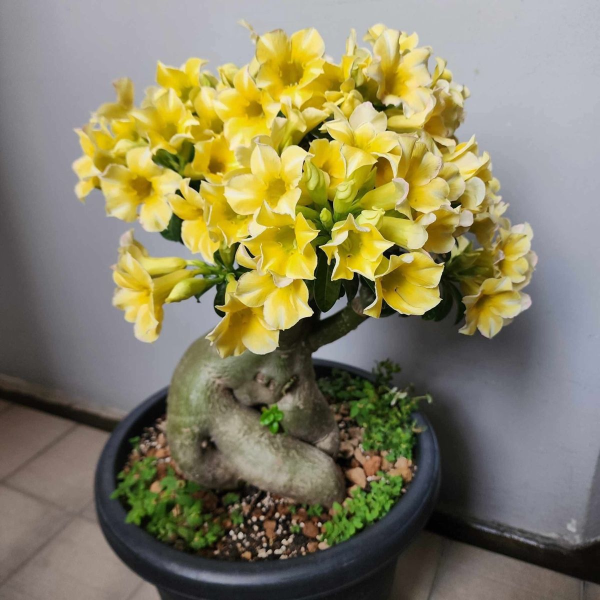 15 Thai Yellow radburi Adenium Obesum Double layer Desert Rose eeds