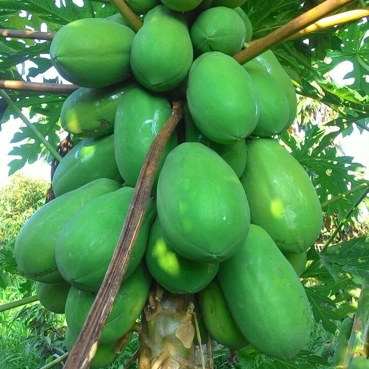 Green papayas growing on a tree
