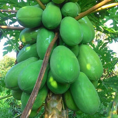 Green papayas growing on a tree