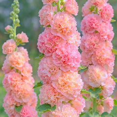 100 Peach Double Hollyhocks Alcea Rosea Flower Seeds