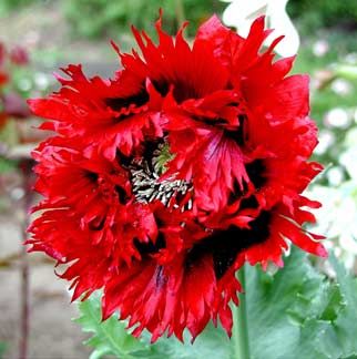 2000 Papaver Naughty Nineties Poppy Flower Seeds