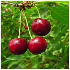 Three red cherries on a branch with green leaves in the background