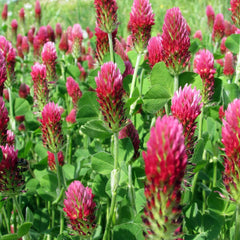 200 Red Groundio Crimson Clover Trifolium incarnatum Seeds