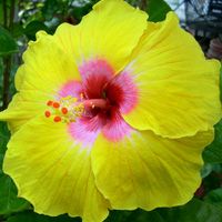 100 Taiwan Sunshine Sportsman Hibiscus Hardy Flower Perennials Seeds