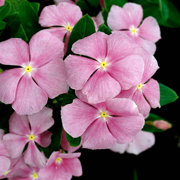 100 Light Pink Vinca Flower Seeds Madagascar Periwinkle