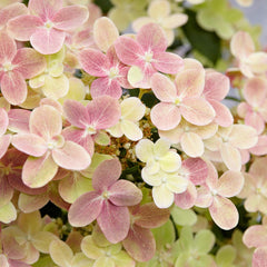 50 Polestar Hydrangea Hardy Perennial Flowers Seeds