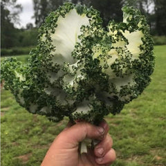 200 Kale Casper Vegetable Seeds