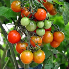 Bunch of red and green tomatoes on a vine with a blurred green background