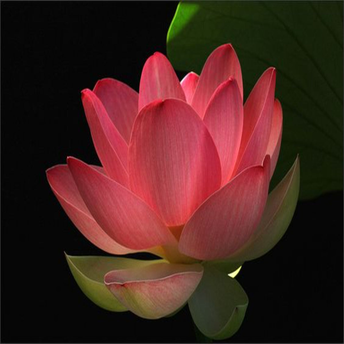 15 Thai Heirloom Lotus flower Bonsai Seeds Water Plants (Original Thai Seeds) 023